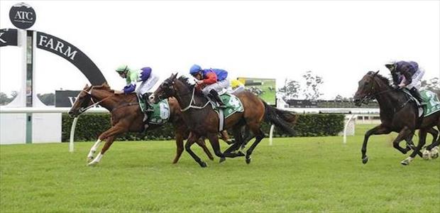 Idance - Warwick Farm - 04/02/2015